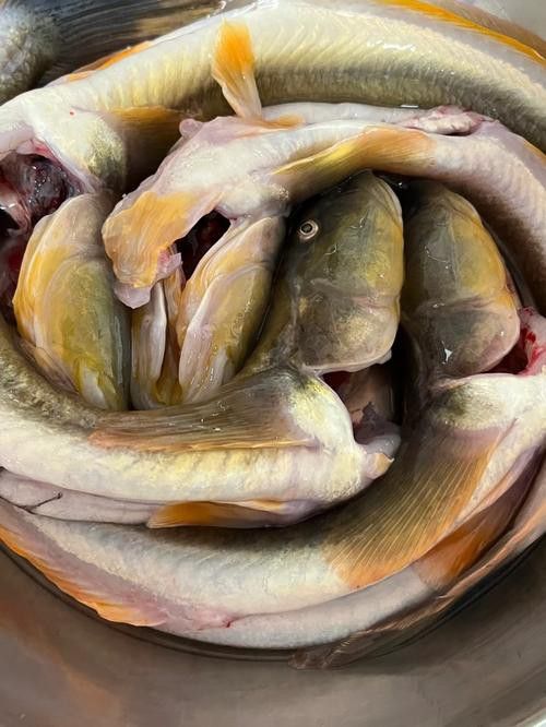 海鮮小龍魚是什么魚圖片