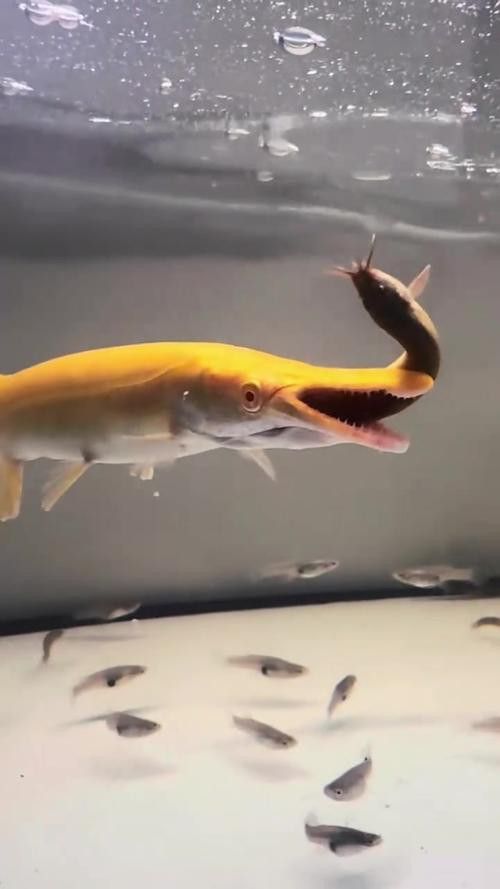 巨骨舌魚和金龍魚的區別圖片大全