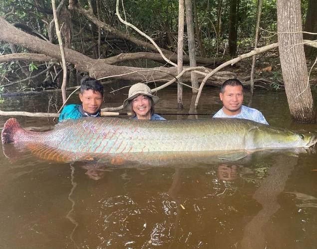 巨骨舌魚和金龍魚的區別圖片大全