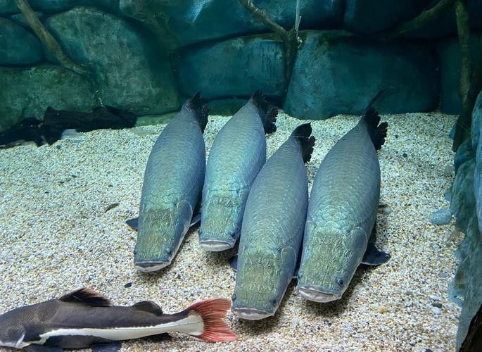 巨骨舌魚和金龍魚的區別圖片大全