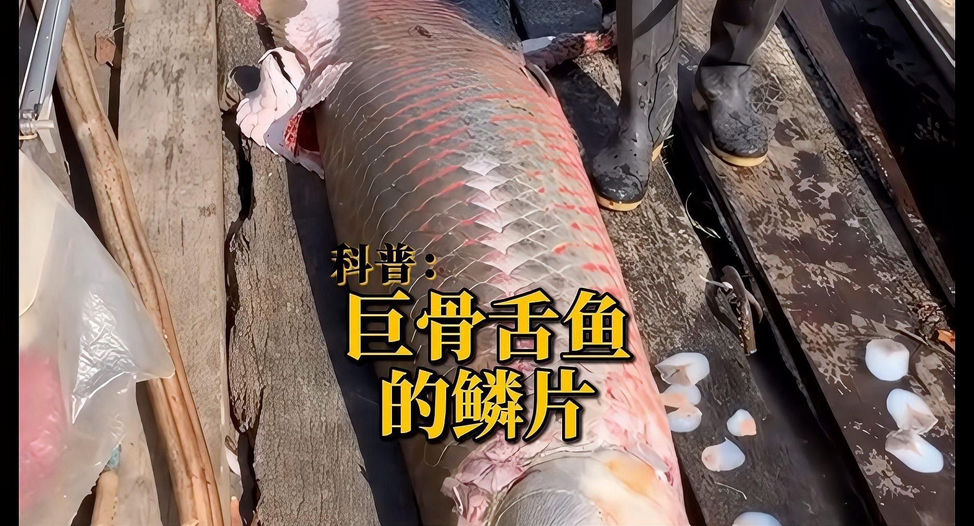 巨骨舌魚和金龍魚的區別圖片大全