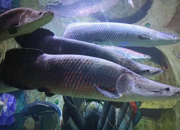 巨骨舌魚和金龍魚的區別圖片大全