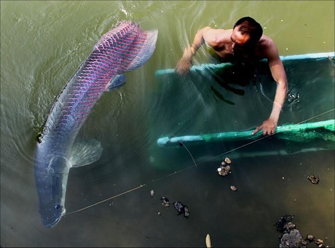 巨骨舌魚和金龍魚的區別圖片大全