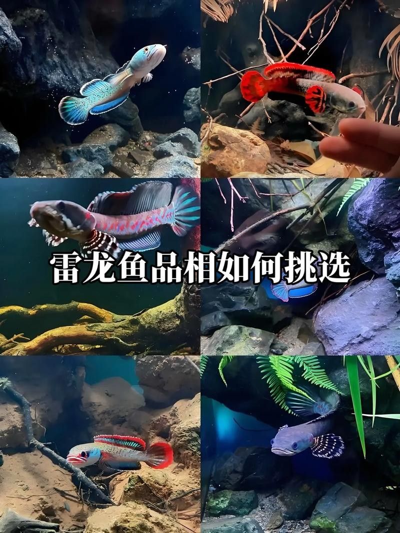 龍魚(yú)和雷龍魚(yú)的區(qū)別