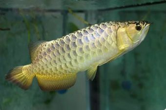 魚缸的水發黃是什么原因？怎么治理？，魚缸藻類繁殖的防治方法
