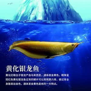 銀龍魚眼珠上飄白絮什么意思（銀龍魚眼珠上出現白絮狀物體可能由多種原因引起）