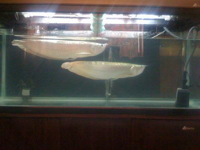 銀龍魚眼珠上飄白絮什么意思（銀龍魚眼珠上出現白絮狀物體可能由多種原因引起）
