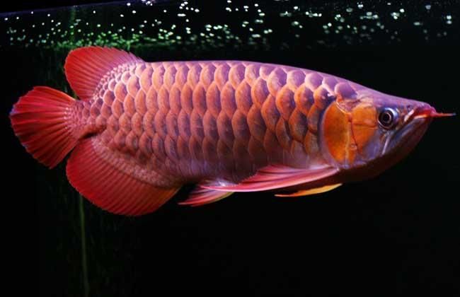 紅龍魚買什么品種好養（紅龍魚什么品種好）