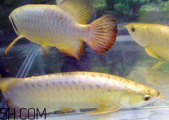 金龍魚貴嗎 養它什么寓意，金龍魚養殖技巧 金龍魚貴嗎 養它什么寓意，金龍魚養殖技巧 龍魚百科 第3張
