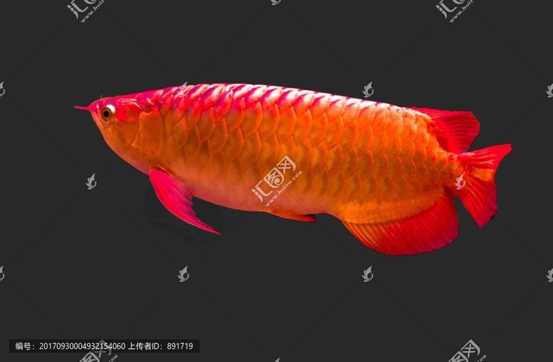 有沒有金龍魚高清圖片素材？