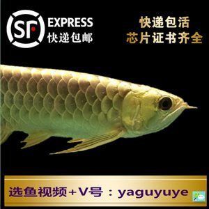 金龍魚可以寄快遞么【特殊包裝要求：快遞費用與取件,金龍魚可以寄快遞么】 金龍魚可以寄快遞么【特殊包裝要求：快遞費用與取件,金龍魚可以寄快遞么】 龍魚百科 第5張