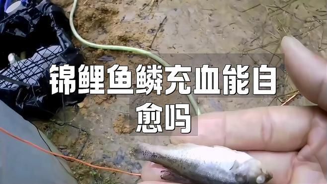 魚鰭根部紅腫充血會自愈嗎？