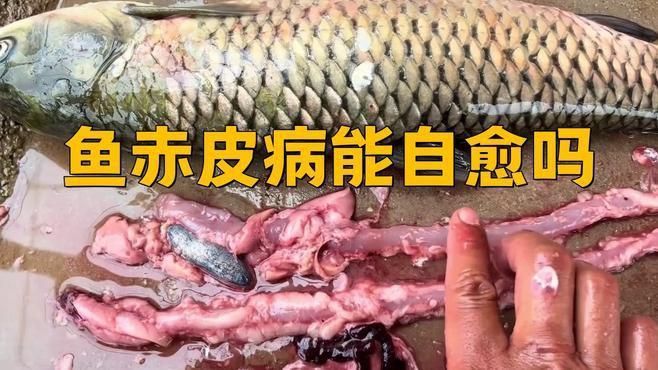 魚鰭根部紅腫充血會自愈嗎？
