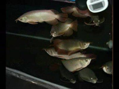 龍魚背景圖用什樣的好，如何自制龍魚背景圖