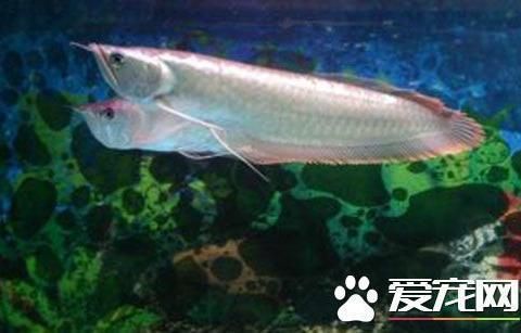 缸養(yǎng)銀龍魚能長(zhǎng)多大：缸養(yǎng)銀龍魚的大小主要取決于飼養(yǎng)條件和魚缸的大小