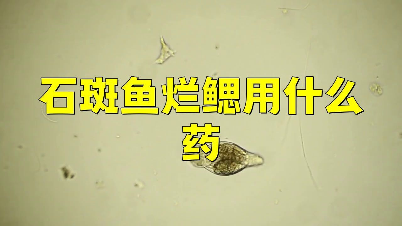有哪些藥物可以有效治療魚爛鰓病？