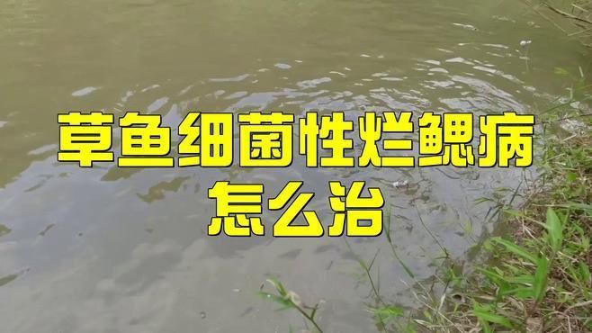 有哪些藥物可以有效治療魚爛鰓病？