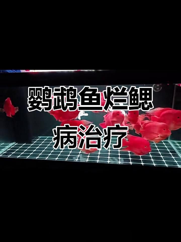 有哪些藥物可以有效治療魚爛鰓病？