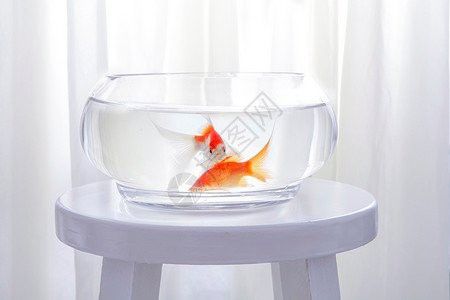 有沒(méi)有免費(fèi)的龍魚(yú)缸壁紙？ 有沒(méi)有免費(fèi)的龍魚(yú)缸壁紙？ 龍魚(yú)百科 第30張