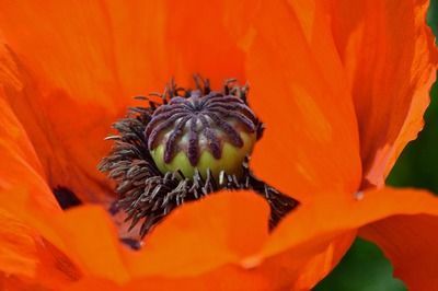 最大金龍魚有多大（金龍魚的尺寸可以從50-60厘米到1米不等） 最大金龍魚有多大（金龍魚的尺寸可以從50-60厘米到1米不等） 龍魚百科 第4張
