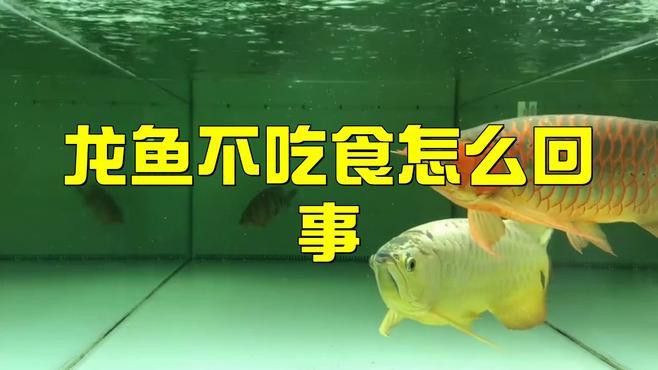 金龍魚跳缸不吃食怎么辦