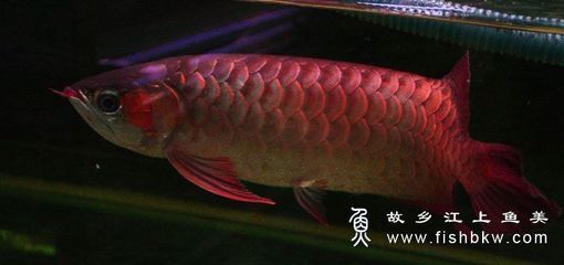 紅龍魚學(xué)名叫什么（紅龍魚的學(xué)名叫做scleropagesformosus）