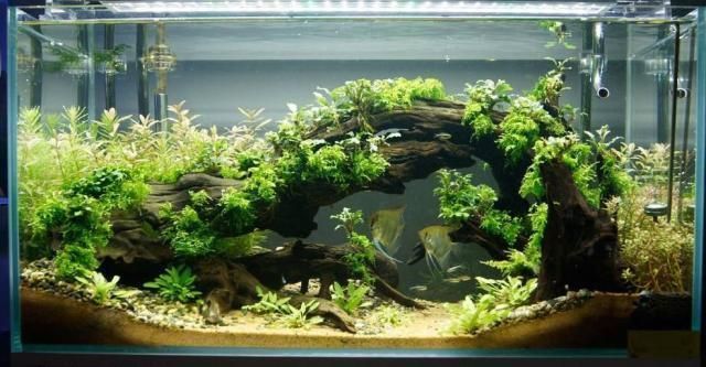 熱帶魚的魚缸里放那種水草不需要燈光照的（熱帶魚魚缸水草養護技巧）