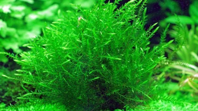 熱帶魚的魚缸里放那種水草不需要燈光照的（熱帶魚魚缸水草養護技巧）