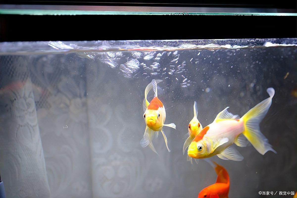 如何判斷白子招財龍魚是否進入繁殖期？ 如何判斷白子招財龍魚是否進入繁殖期？ 龍魚百科 第7張