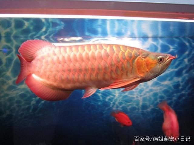 龍魚吃的肚子鼓鼓的怎么辦：龍魚肚子鼓脹怎么辦 龍魚吃的肚子鼓鼓的怎么辦：龍魚肚子鼓脹怎么辦 龍魚百科 第2張