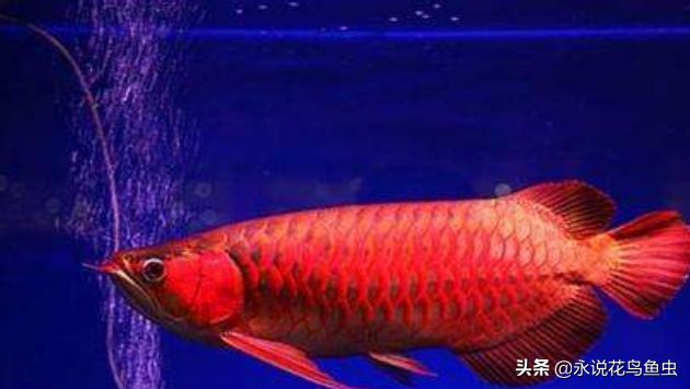 紅龍魚的品種分類（紅龍魚品種分類）