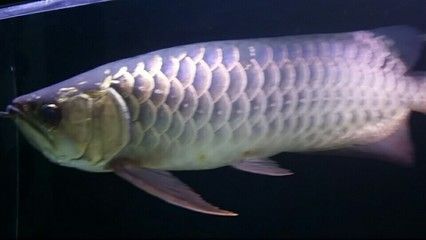 龍魚(yú)有白點(diǎn)咋辦：治療龍魚(yú)白點(diǎn)病的方法