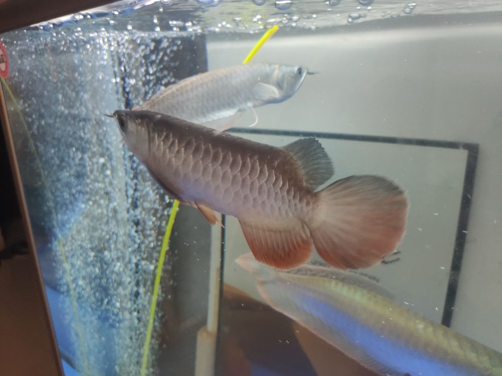 龍魚鱗片有松動怎么回事(龍魚鱗片松動怎么辦) 龍魚百科 第4張 龍魚鱗片有松動怎么回事(龍魚鱗片松動怎么辦) 龍魚鱗片有松動怎么回事(龍魚鱗片松動怎么辦) 龍魚百科 第4張