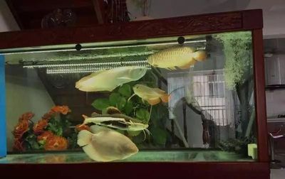 龍魚和龍魚咬怎么辦，如何解決龍魚咬其他龍魚的問題