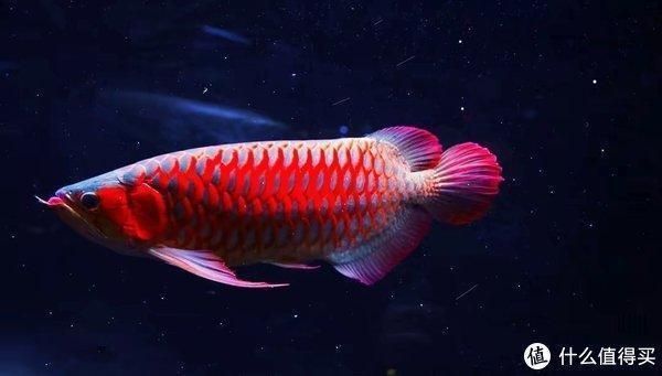 龍魚可以喂活小魚嗎怎么喂，龍魚可以吃活小魚嗎