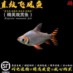 龍魚配飛鳳魚：關于龍魚配飛鳳魚的重要注意事項