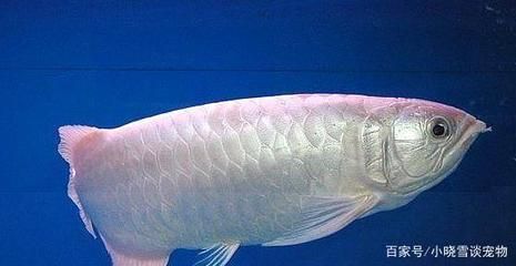 白金龍魚價錢貴嗎