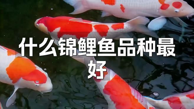 錦鯉哪個(gè)品種最好看