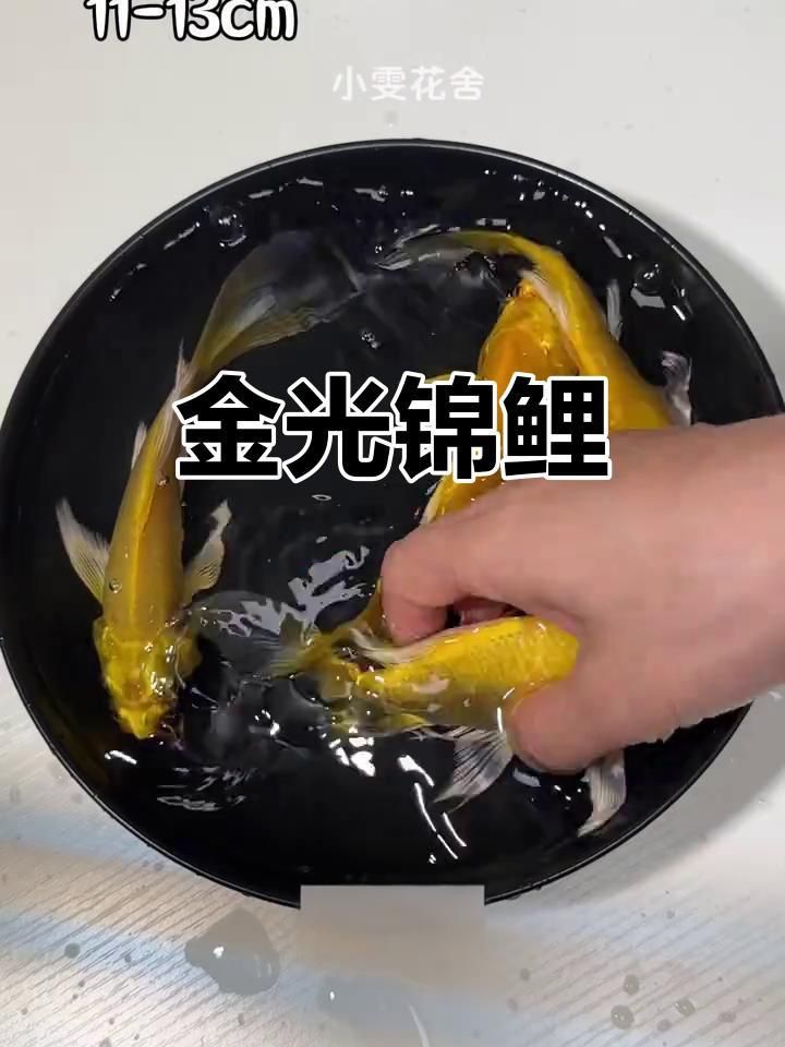 錦鯉哪個(gè)品種最好看