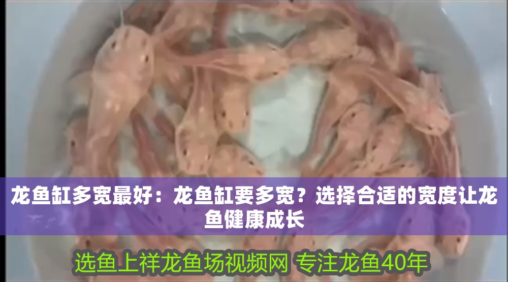 龍魚缸多寬最好:龍魚缸要多寬?選擇合適的寬度讓龍魚健康成長 龍魚百科 第1張 龍魚缸多寬最好:龍魚缸要多寬?選擇合適的寬度讓龍魚健康成長 龍魚缸多寬最好:龍魚缸要多寬?選擇合適的寬度讓龍魚健康成長 龍魚百科 第1張