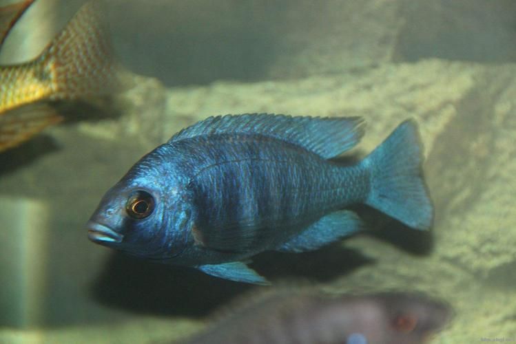 老品種藍寶石魚圖片