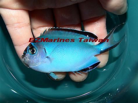 老品種藍寶石魚圖片
