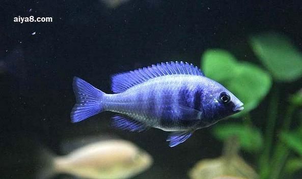 老品種藍寶石魚圖片