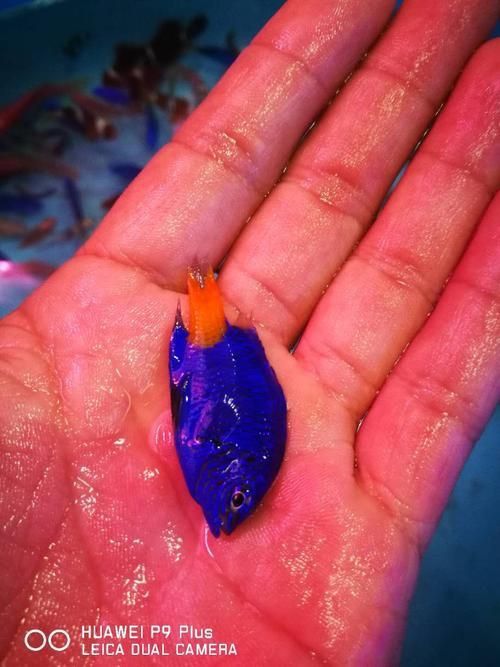 老品種藍寶石魚圖片