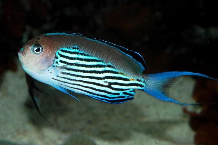 老品種藍寶石魚圖片