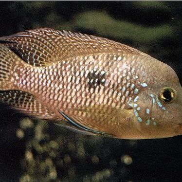 老品種藍寶石魚圖片