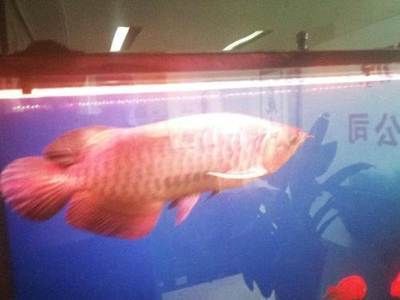 北京買金龍魚去哪里便宜：北京哪里有賣北京金龍魚市場 北京買金龍魚去哪里便宜：北京哪里有賣北京金龍魚市場 龍魚百科 第1張