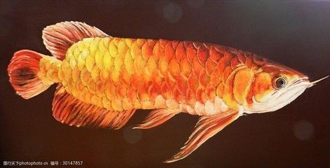 金龍魚適合什么顏色的背景畫：金龍魚的飼養(yǎng)和背景顏色的選擇密切相關(guān)