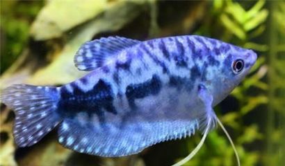黃藍曼龍魚吃什么：黃藍曼龍魚吃什么，
