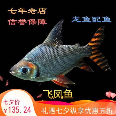 紅龍魚換新缸的正確方法（紅龍魚更換新缸之前要確保新缸已徹底清洗并消毒） 紅龍魚換新缸的正確方法（紅龍魚更換新缸之前要確保新缸已徹底清洗并消毒） 龍魚百科 第3張